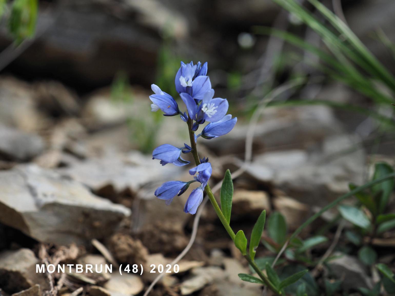 Milkwort, Chalk